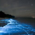 Niebieska bioluminescencja przy brzegu morza na Malediwach