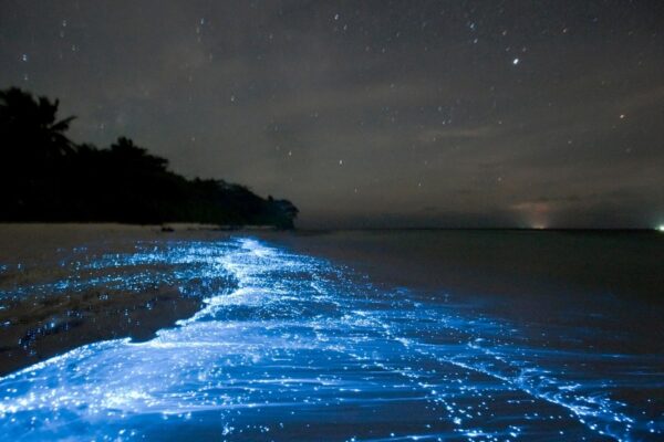 Niebieska bioluminescencja przy brzegu morza na Malediwach
