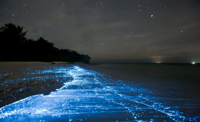 Niebieska bioluminescencja przy brzegu morza na Malediwach