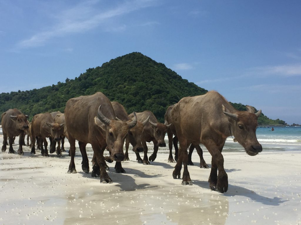Wybrzeże i plaża na wyspie Lombok w Indonezji